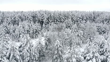 Draufsicht-Auf-Den-Winterwald.-Luftaufnahme.